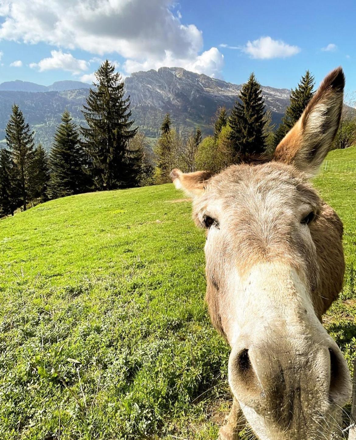 La Ferme Des Vonezins Hotell Thônes Exteriör bild
